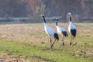 grey heron ardea cinerea