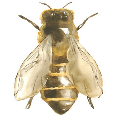 Watercolor bee clipart transparent PNG element