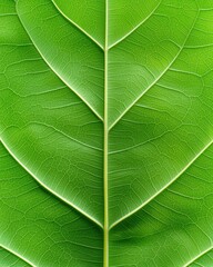 Obraz premium Close-up view of a vibrant green leaf showcasing intricate vein patterns and texture.
