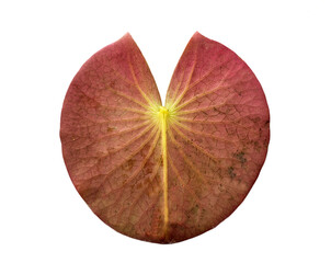 Fototapeta premium leaf of nenuphar