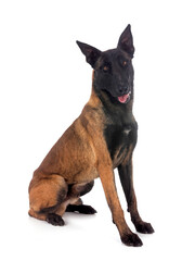 malinois in studio