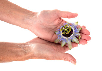 Passiflora in studio