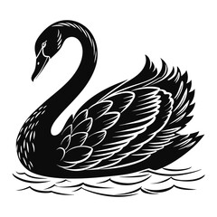 Obraz premium black and white swan