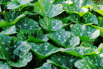 Green leaves of pumpkin field in garden during summer.