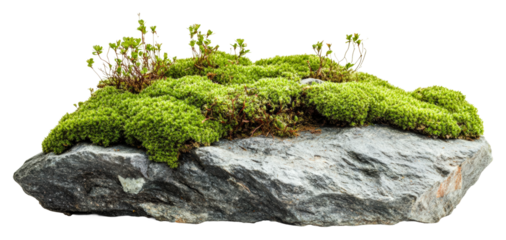 Moss-covered rock nature reserve greenery natural beauty isolated on transparent background