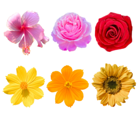 Beautiful flowers image and shapes in transparent background. 