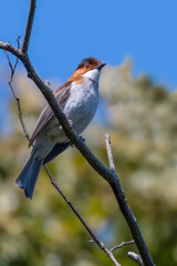 robin perched on a branch