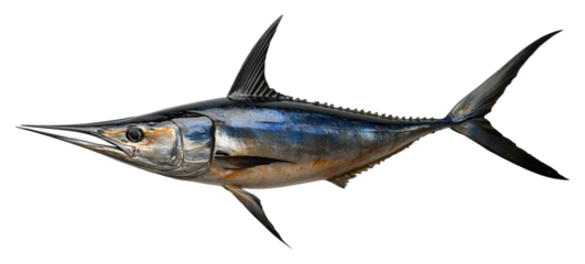 Swordfish swimming gracefully in ocean waters marine life underwater isolated on transparent background