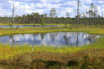 Landscape photo with a view of a mirror lake and trees in the background at the Viru Bogs in...