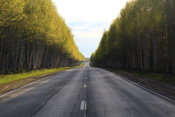 road in a young birch forest early in the morning in spring