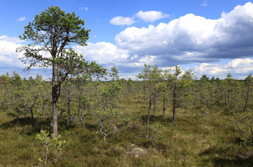 Landscape photo with trees and plants in the swamps against a blue sky with clouds at the Viru Bogs...