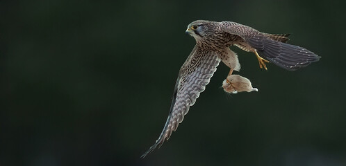 red tailed hawk in flight