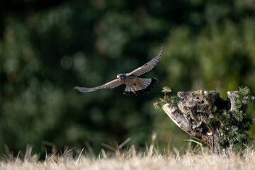 red tailed hawk in flight