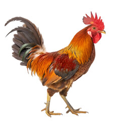 Fototapeta premium Rooster isolated on transparent background
