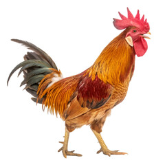 Fototapeta premium Rooster isolated on transparent background