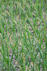A close-up of Allium sativum, commonly known as garlic, with its segmented cloves and roots.