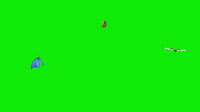 3 Colorful Butterflies - Blue Morpho, Yellow Monarch, White Swallowtail - Flying Around Loop - Green Screen - Realistic naturalistic cinematic 3D animation isolated on chroma key background