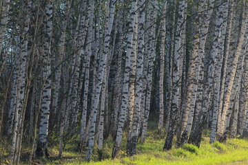 young birch forest in the rays of the rising sun in mid-spring