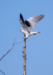 Obraz premium seagull on blue sky