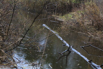 a small river in the forest during the spring flood