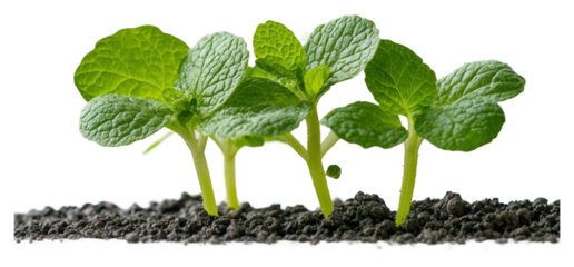 Planting new life young mint sprouts growing in rich soil isolated on transparent background