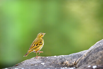 sparrow on a branch