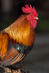 Close-Up Profile of a Vibrant Rooster With Colorful Feathers