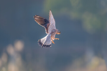 red tailed hawk