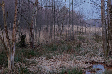 Leśne moczary w zimowy, beżnieżny dzień. Brzegi porastają wysokie, bezlistne drzewa. Kępy trawy i szuwry porastające brzegi mają żółty kolor.  © boguslavus