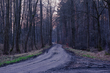 Prosta leśna droga w bezśnieżną zimę. Jest wieczór, bezchmurne niebo zabarwiło się na czerwono. © boguslavus