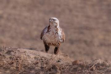 red tailed hawk buteo