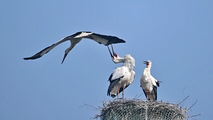 white stork in flight