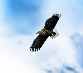 american bald eagle