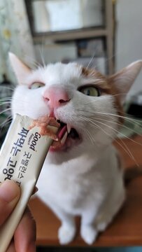cat1