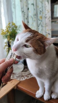 cat002
