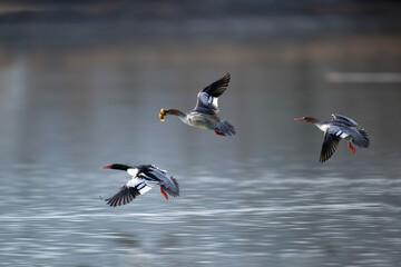 great crested grebe with reflection
