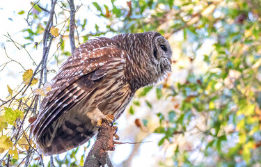 BARRED OWL