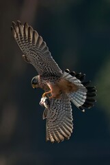 red tailed hawk