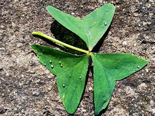 Heart leaf