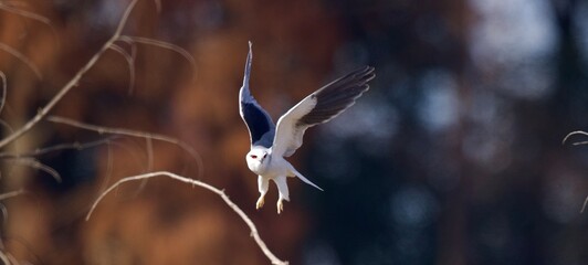 white tailed deer in flight