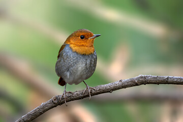 Fototapeta premium robin on a branch
