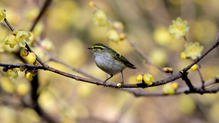 Obraz premium sparrow on a branch