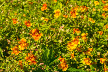 wild flowers in the mountains of the Faroe Islands