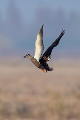 black backed vulture