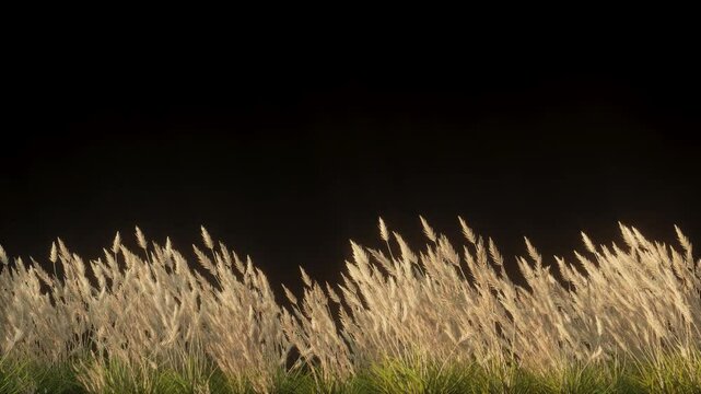 Waving wheat and grass on a transparent alpha channel background.

