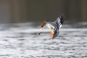 seagull on the water