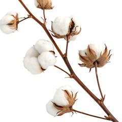 Cotton branch isolated on transparent background