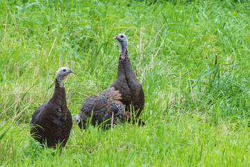 Eastern Wild Turkey
