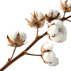 Cotton branch isolated on transparent background