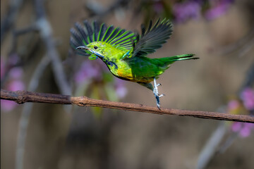 blue and yellow macaw